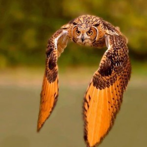 Bird in Flight