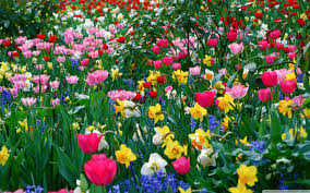 2flowers