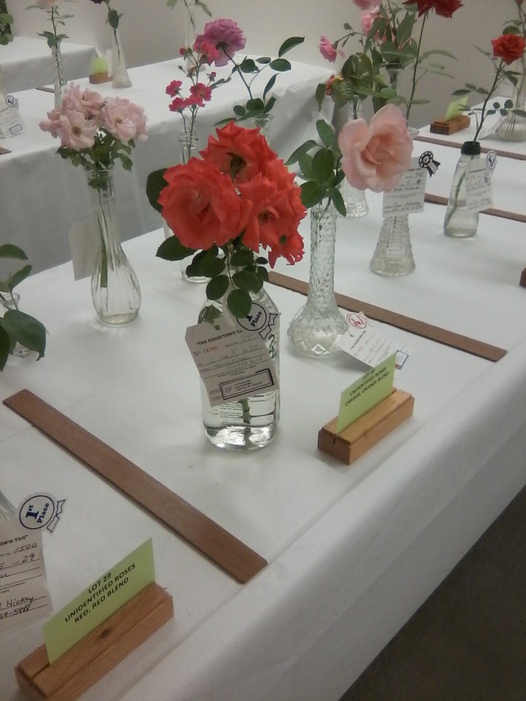 Patricia's Roses